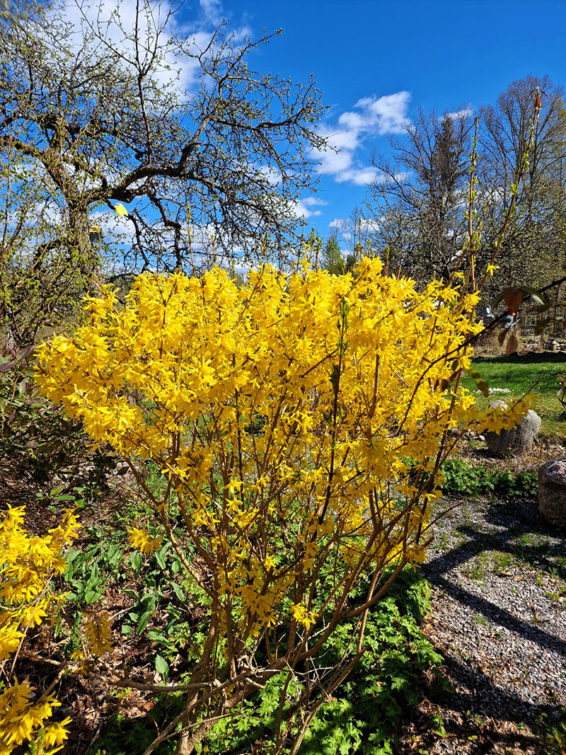 Blommande forsythia