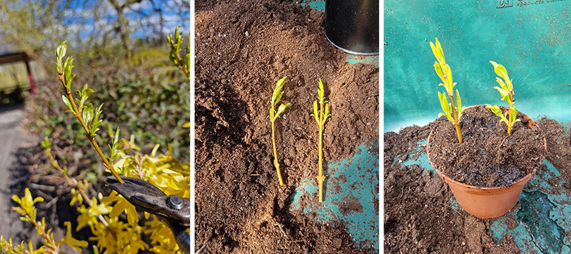 Beskrivning stickling av forsythia Beskrivning stickling av forsythia