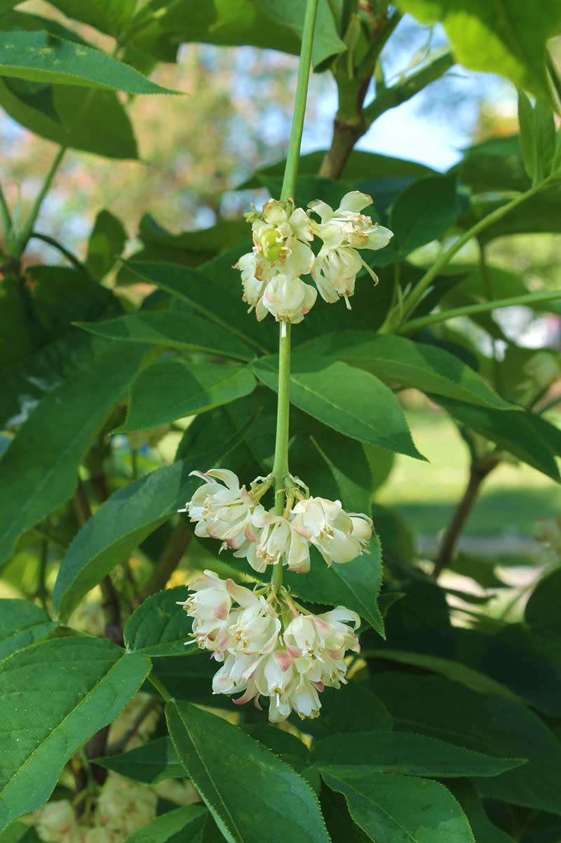 Blomma av pimpernöt