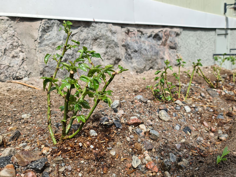 plantering-av-barrotade-rosor-LS.jpg