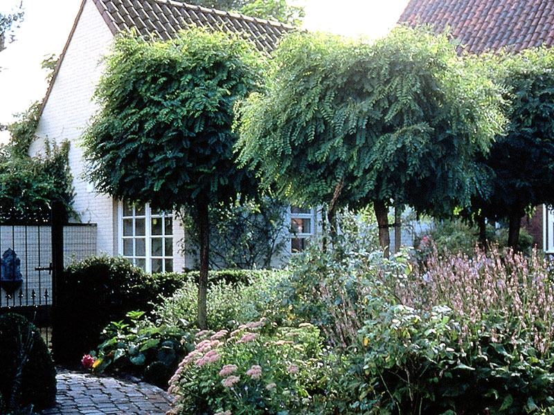 klotrobinia-Robinia-pseudoacacia