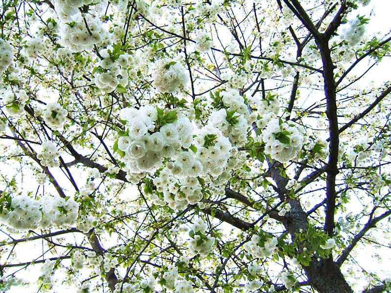 PRunus avium Plena vita blommor PRunus avium Plena vita blommor