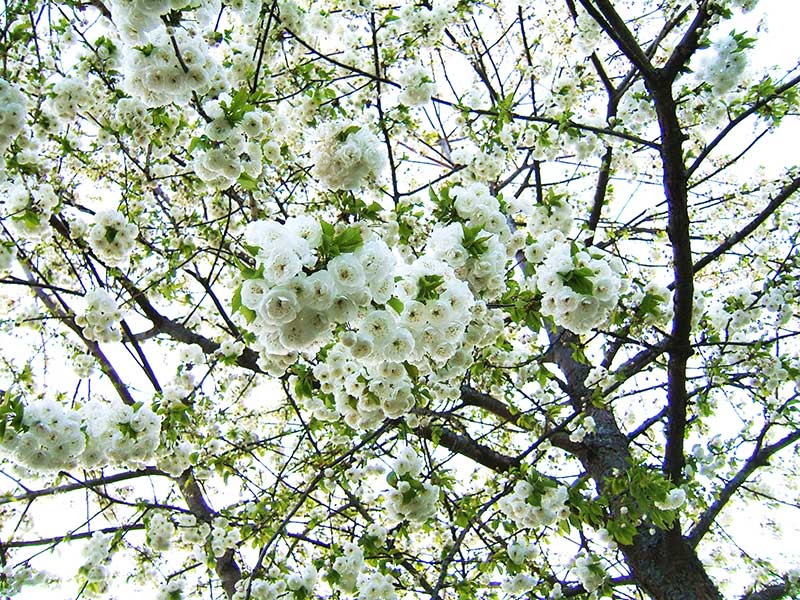 PRunus avium Plena vita blommor