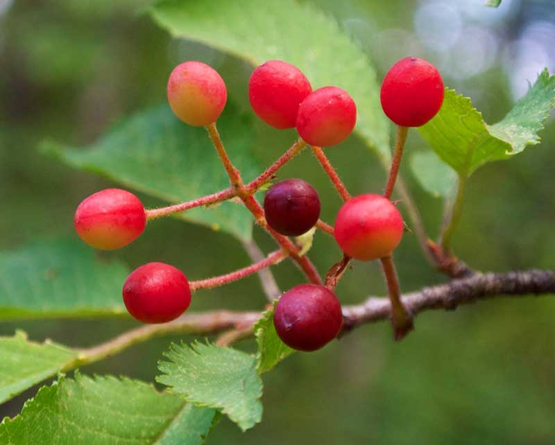 jamasakurakörsbär