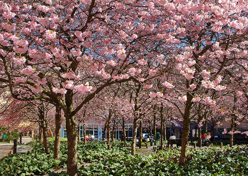 Bergkörsbär med rosa blommor