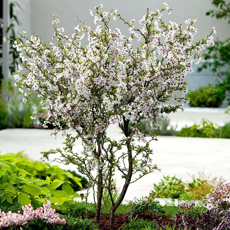 Dvärgkörsbär med vita blommor Dvärgkörsbär med vita blommor