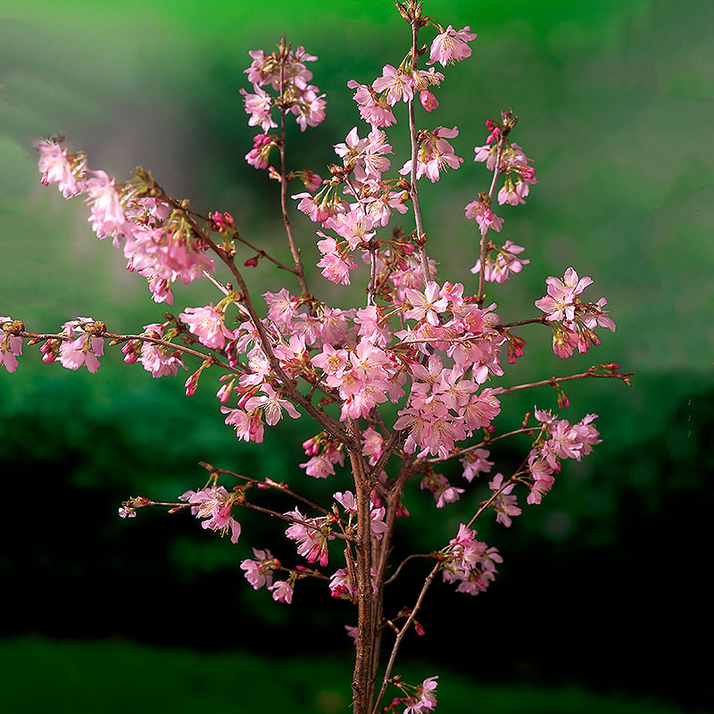 Kurilerkörsbär med rosa blommor