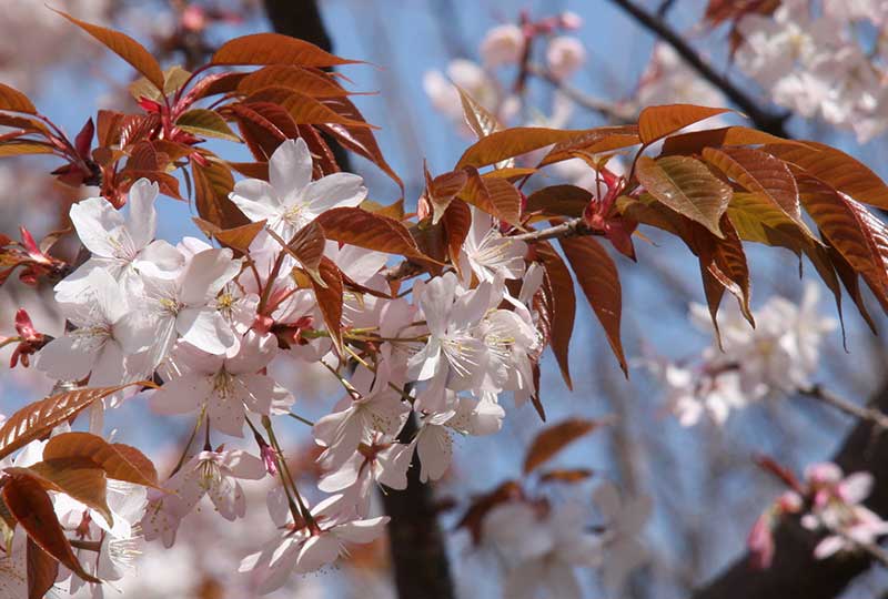 Blommor av bergkörsbär med brungröna blad Blommor av bergkörsbär med brungröna blad