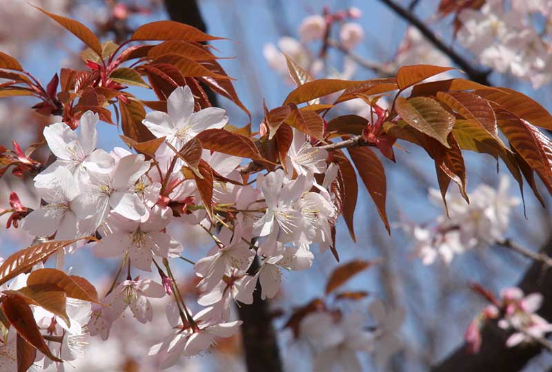 Blommor av bergkörsbär med brungröna blad