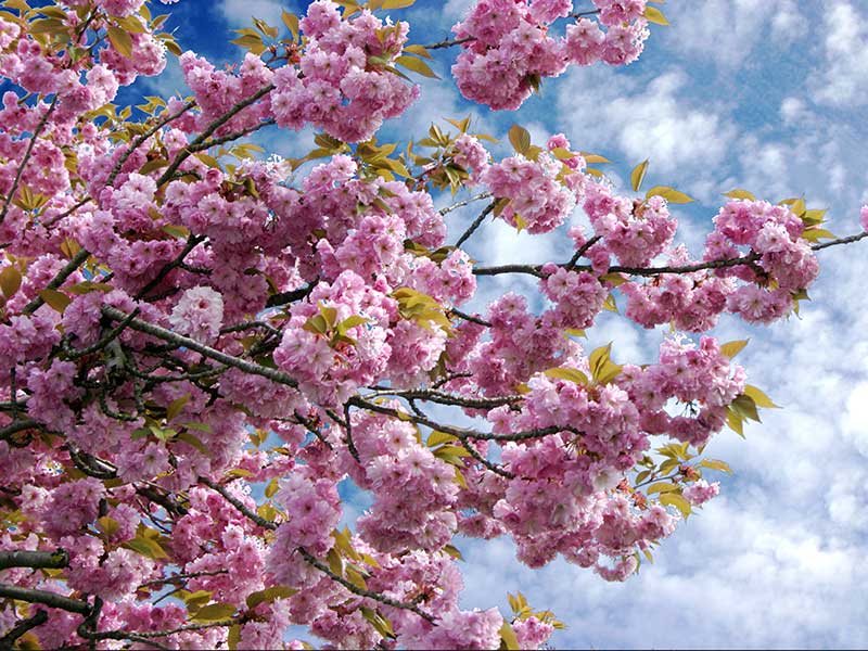 Japanskt prydnadskörsbär med rosa blommor