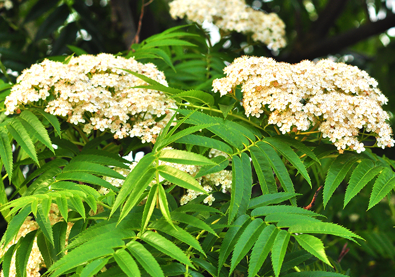 Rönn blommor