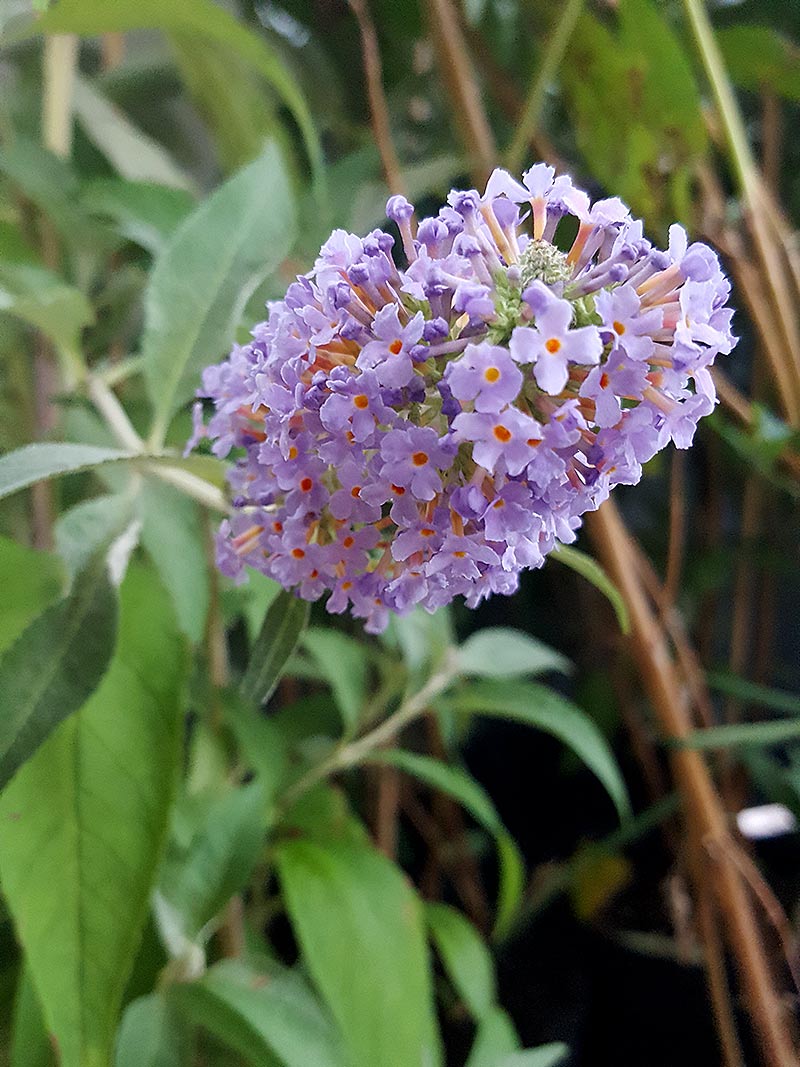 Buddleja davidii Empire Blue