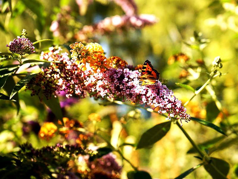 Buddleja Davidii fjärilsbuske