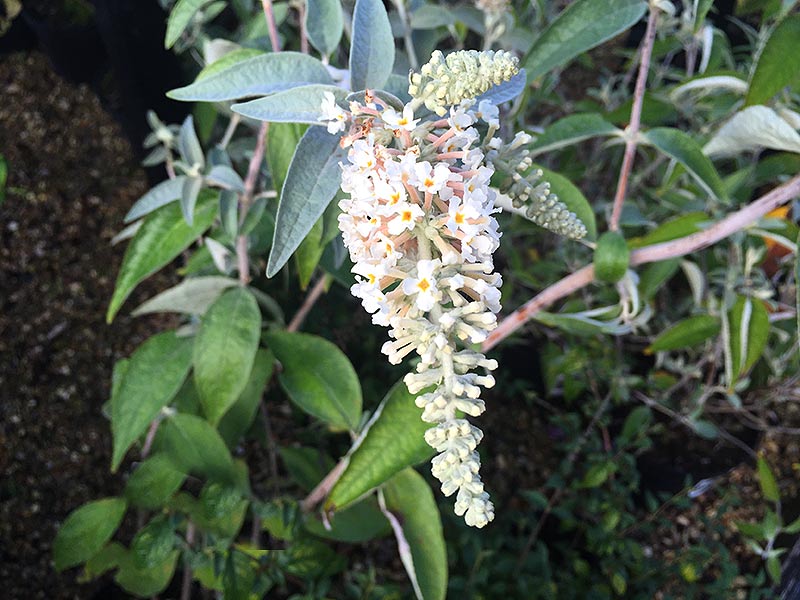 Buddleja Fallowiana Alba, vita blommor