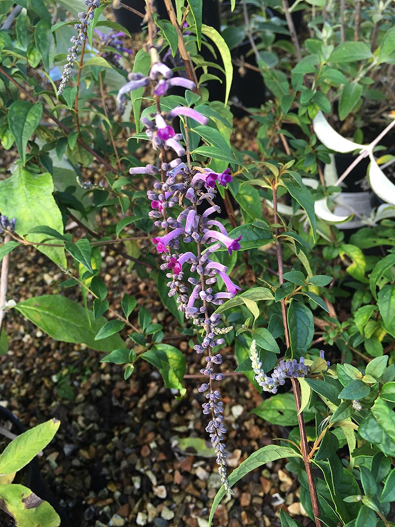 Buddleja lindleyana 'Miss Virie'