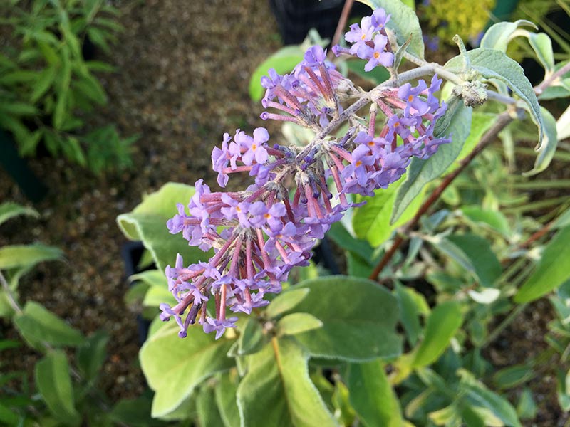 Blå blommor hos Buddleja salviifolia