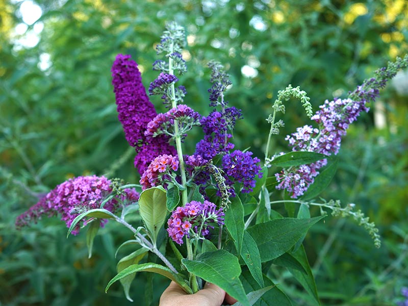 Bukett med olika slags syrenbuddleja