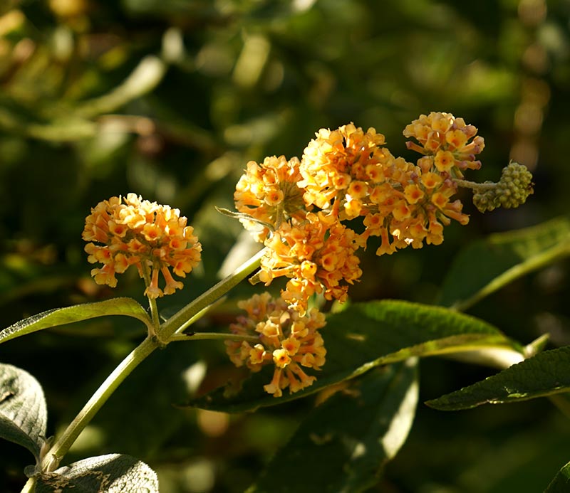 Buddlejahybrid Buddleja x weyeriana med gula blommor