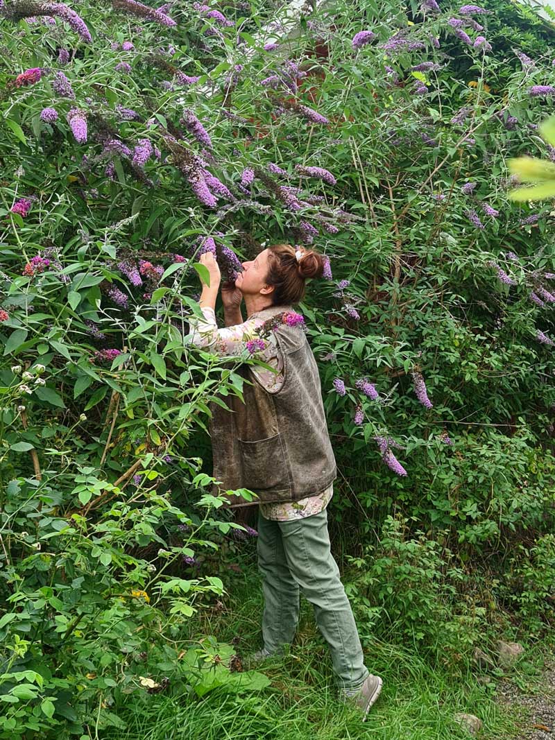 Stor fjärilsbuske Syrenbuddleja med ljustlila blommor