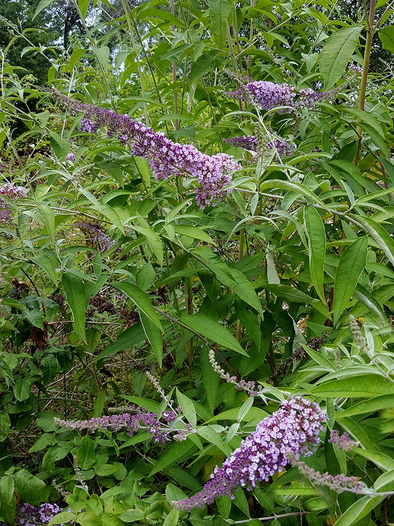 Stor fjärilsbuske Syrenbuddleja med ljustlila blommor