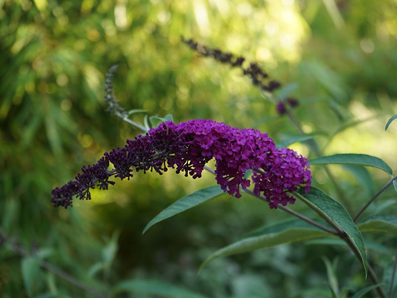 Lilablommande Buddleja Davidii 'Black Knight'