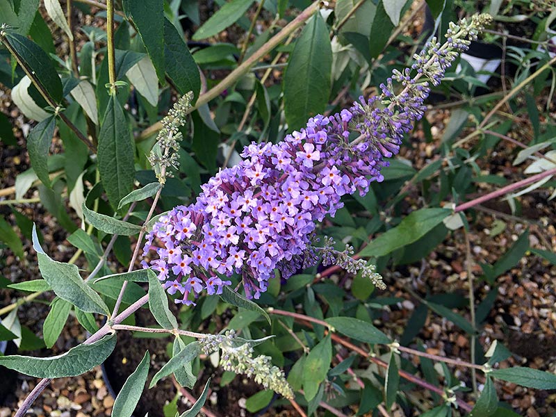 Buddleja davidii glasnevin hybrid