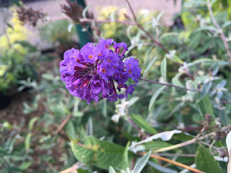 Buddleja Davidii nanho 'blue'