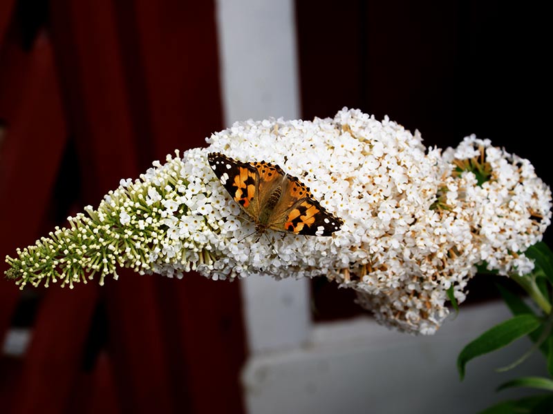 Buddleja Davidii 'white Profusion'