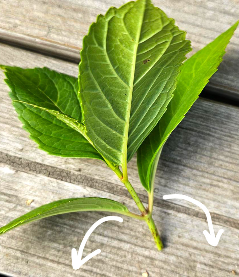 Dra bladen av sticklingen