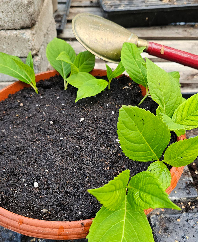 Sticklingar i såjord