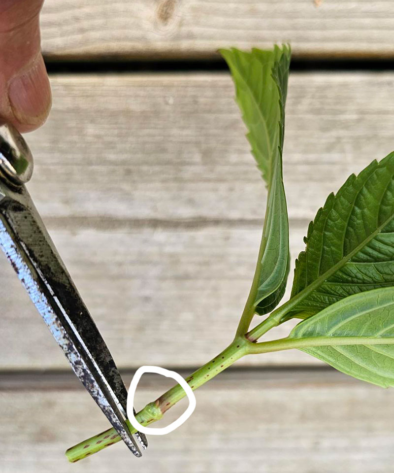 Klipp av sticklingen