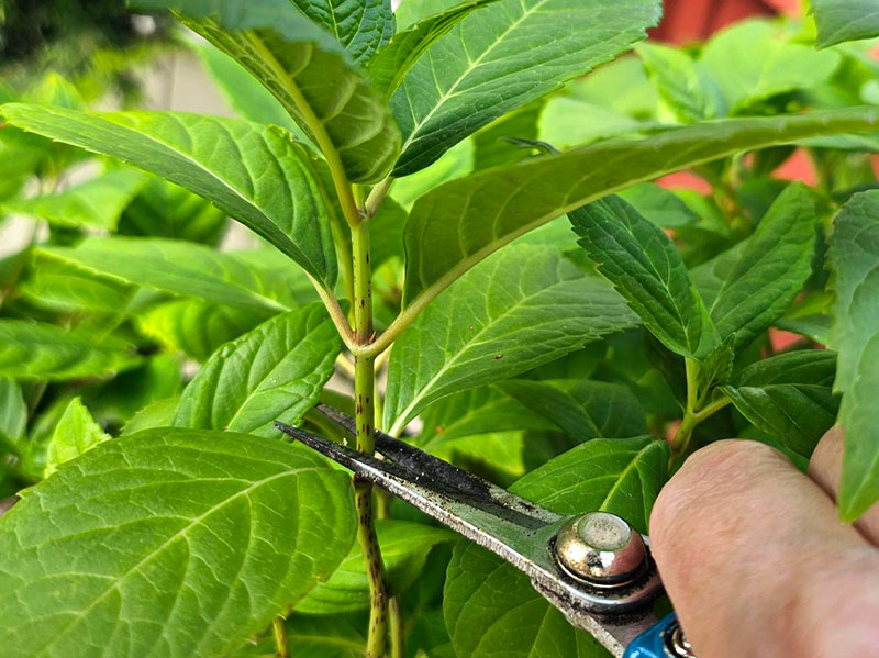 Hortensia klar att ta stickling av