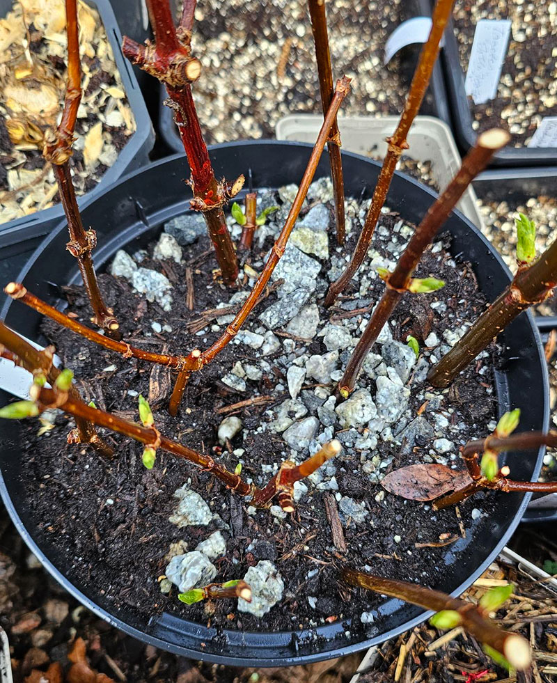 Vintersticklingar hortensia