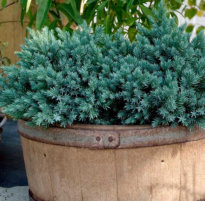 Himalaya-en i utekruka 'Blue Star' Himalaya-en i utekruka 'Blue Star'