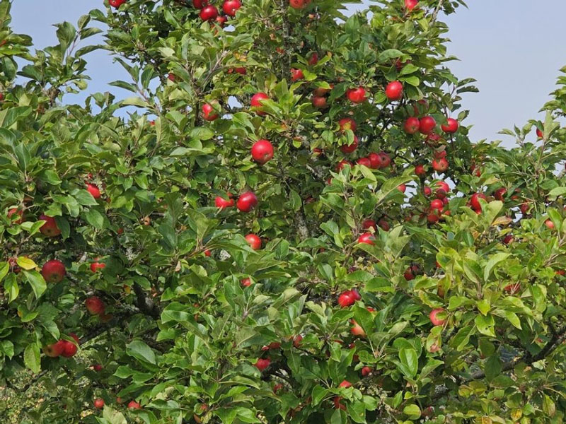 Äppelträd med röda äpplen