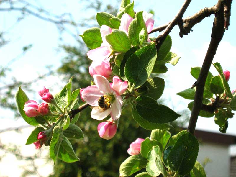 Pollinering av äppelblomma - x