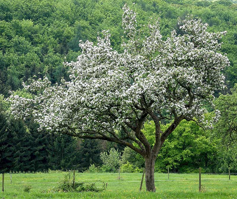 Vildapel i naturen - x