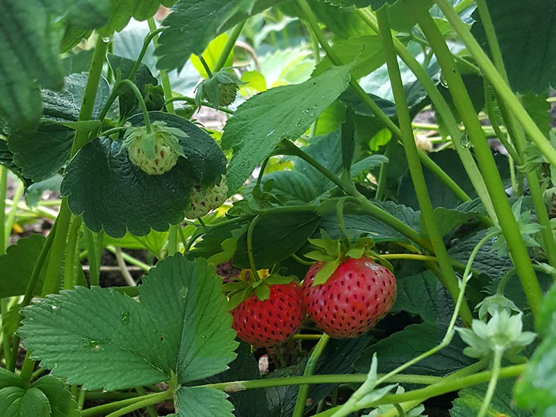 Frösådd jordgubbe i jordgubbslandet med bär och blommor