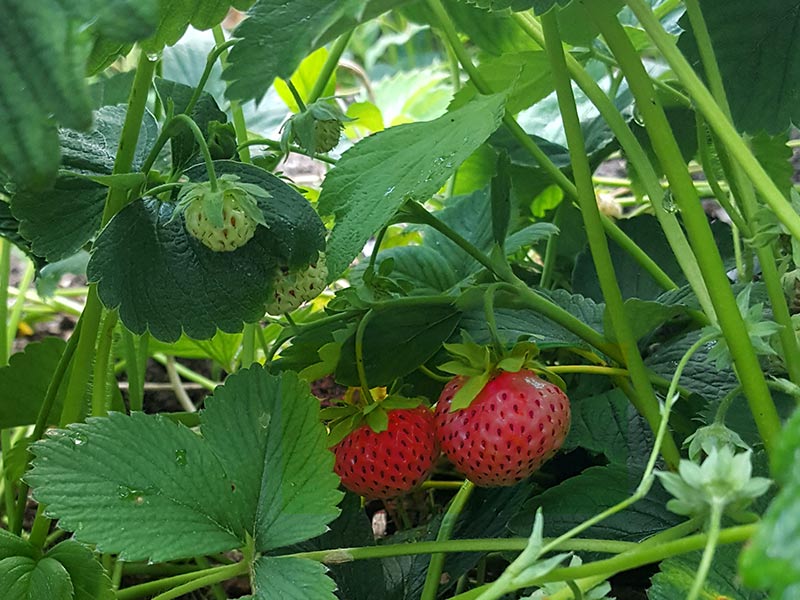 Jordgubbe, Fragaria × ananassa