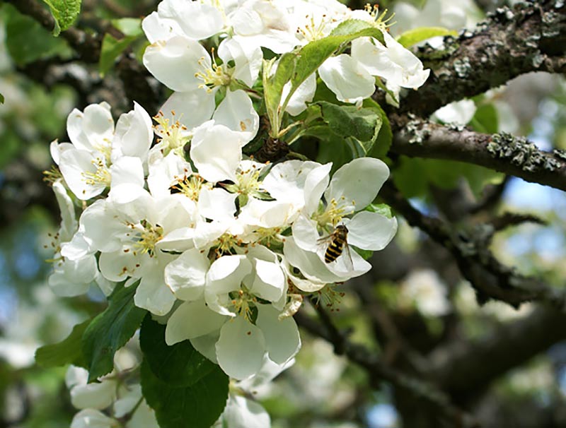 Äppelblom med pollinerare Äppelblom med pollinerare