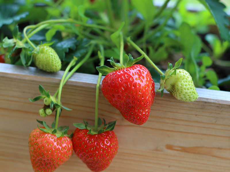Jordgubbar i odlingslåda