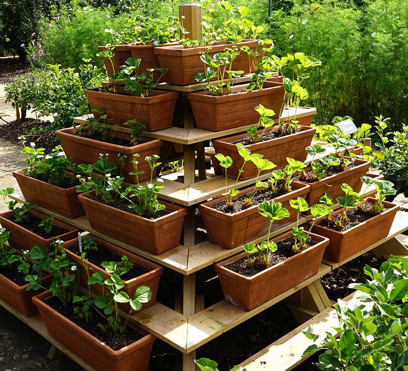 Jordgubbar odling i blomlådor i pyramid Jordgubbar odling i blomlådor i pyramid