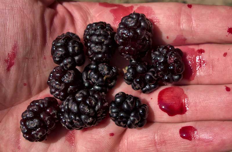Skörda av svarta mullbär med mörk saft