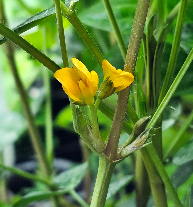 jordnötens blommor jordnötens blommor