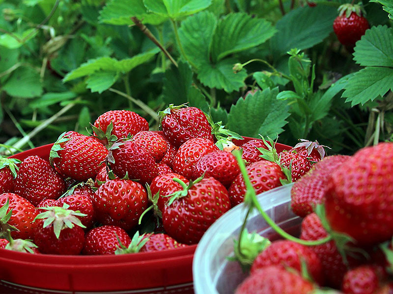 Skördade jordgubbar