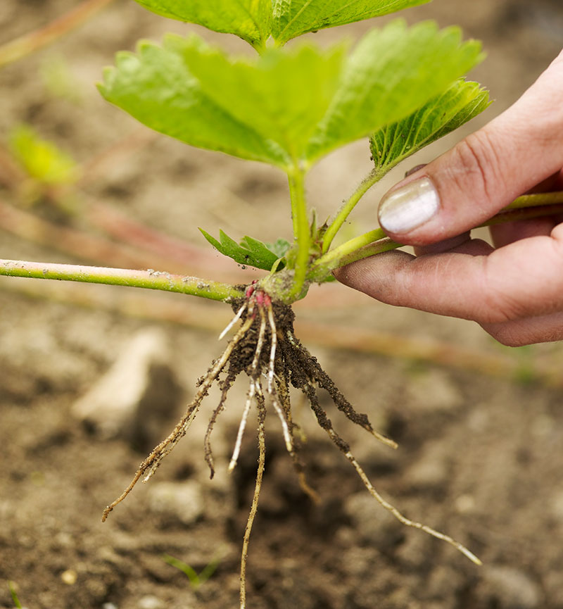 Förökning av jordgubbar med revplanta