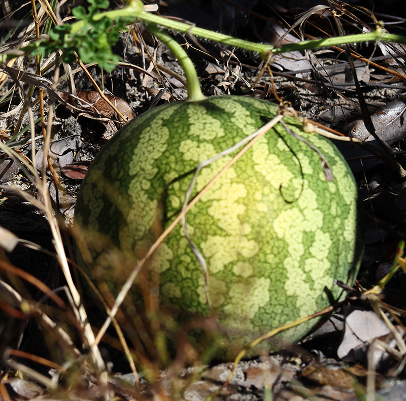Vildväxande tsamma melon i Namibias öken