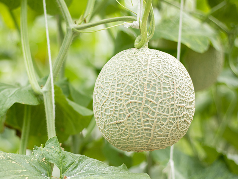 Melon