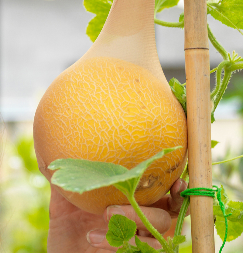 Mognande melon med stöd