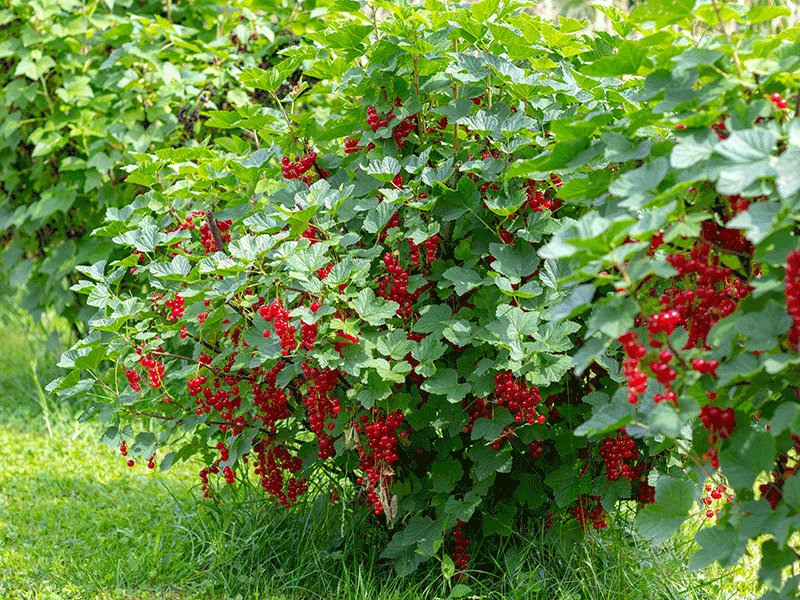 Vinbärsbuske med röda vinbär - AS